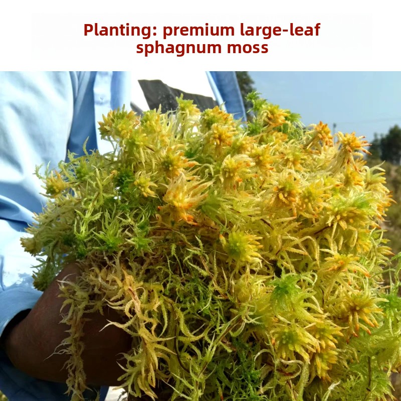 Preserved Moss Sheet - Сушеный сфагнум класса А, натуральная почвенная