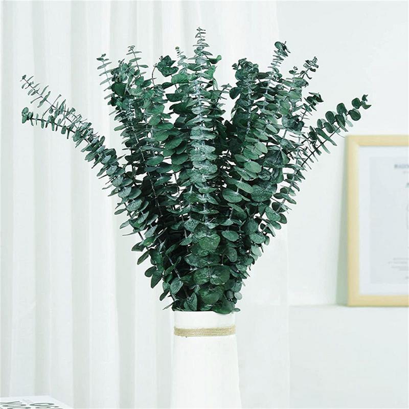 10 шт. настоящие листья эвкали – обзор и цена Eucalyptus Preserved