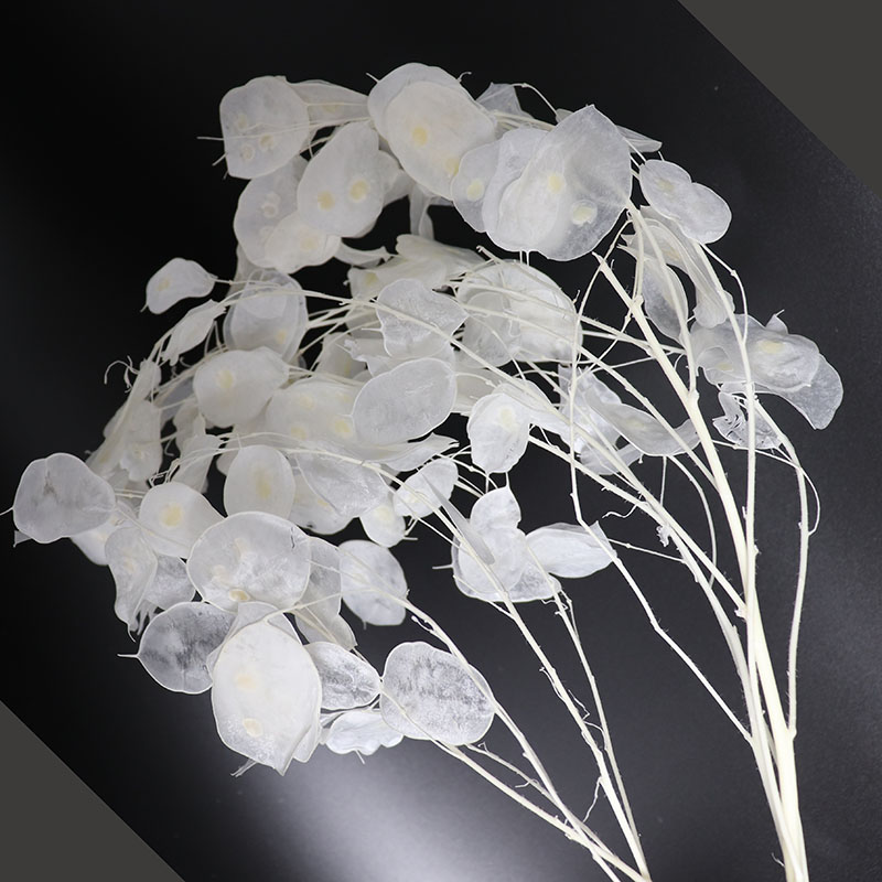 Консервированные цветы Лунирии – обзор и цена Eucalyptus Preserved